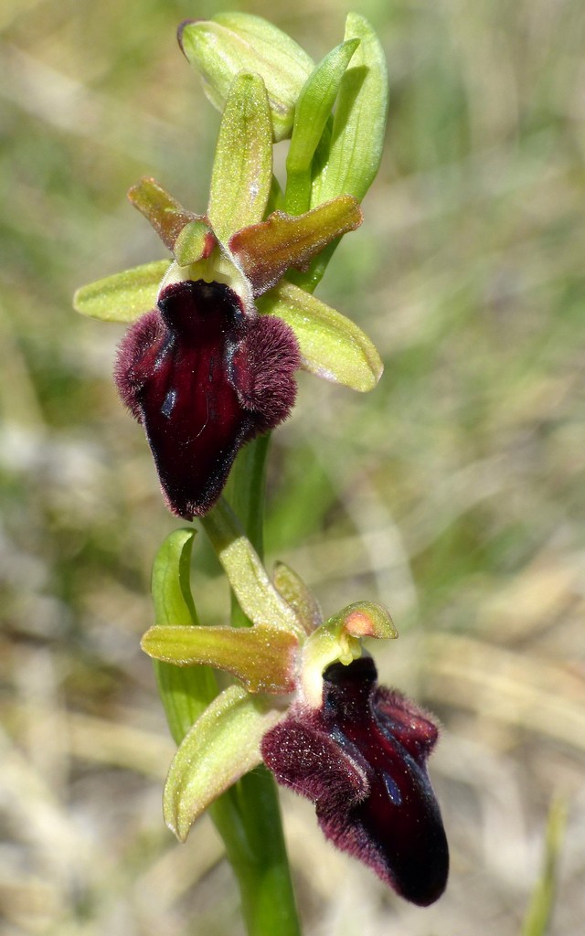 Ophrys promontorii : Abruzzo e Lazio 2019